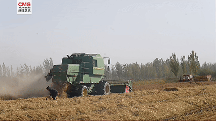 盈易点 新疆温宿: 沙漠边上稻花香! 3万亩水稻喜丰收!